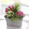 Mixed Planted Basket